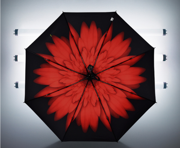 Ô dù cầm tay cao cấp Hongkong chống tia UV hoa cúc đỏ
